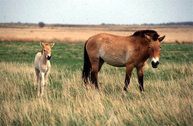 Лошади Пржевальского возвращаются на оренбургскую землю